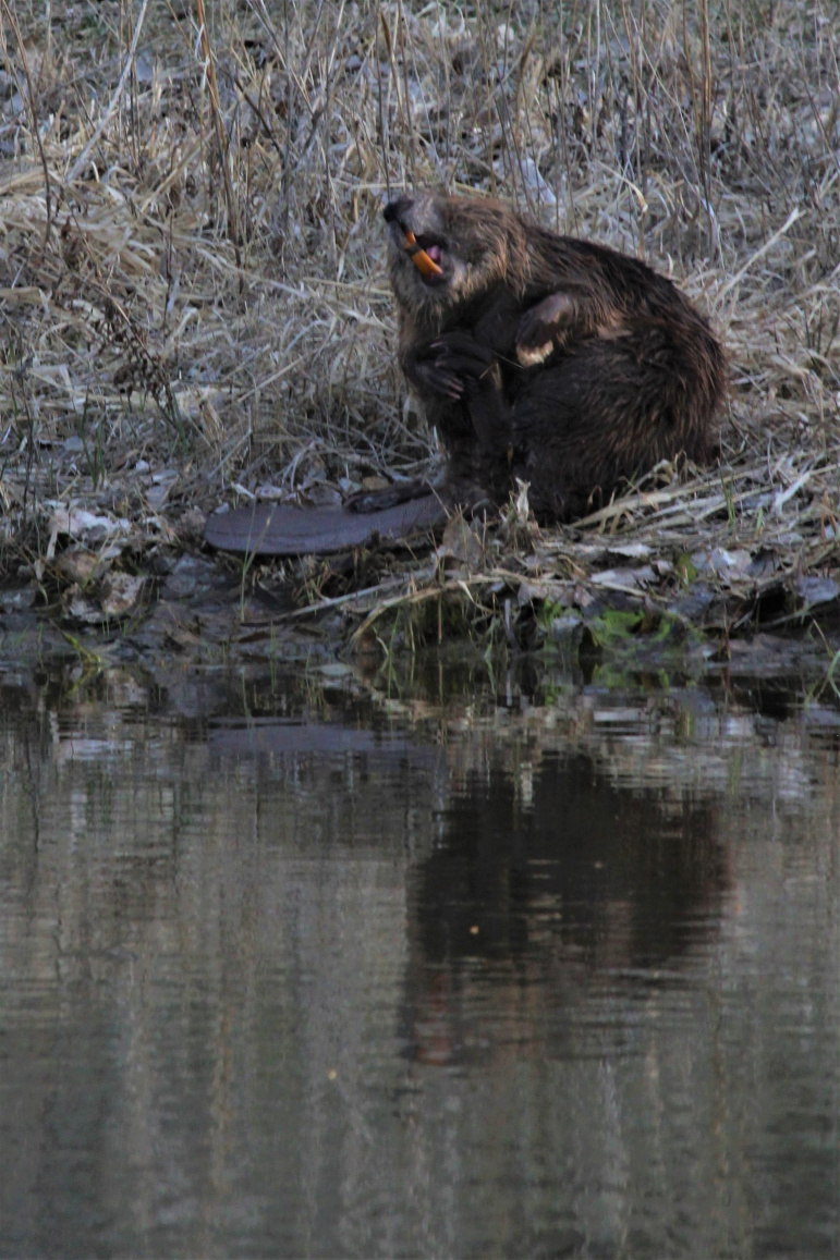 45324 Kilgore Road Gibbon, Nebraska 68840, 4 Bedrooms Bedrooms, ,3 BathroomsBathrooms,Residential,For Sale,45324 Kilgore Road,20250360