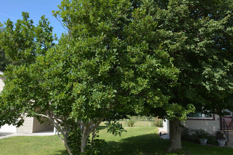 1245 N Tower Minden, Nebraska 68959, 3 Bedroom Bedrooms, ,1 BathroomBathrooms,Residential,For Sale,1245 N Tower,20261340